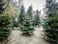Gratis kerstboom voor gezellige buurten in Torhout