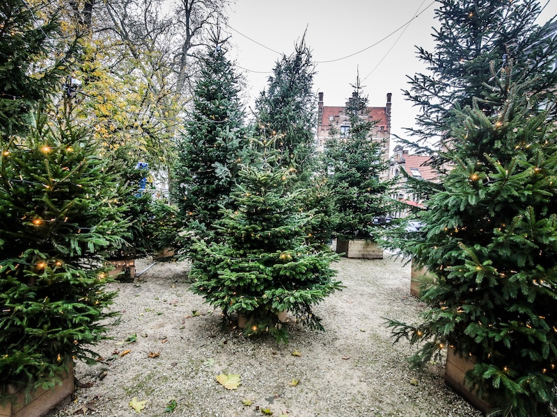 Gratis kerstboom voor gezellige buurten in Torhout
