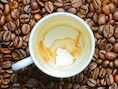 Klimaatopwarming bedreigt onze koffie: “Planten ervaren steeds meer hittestress”