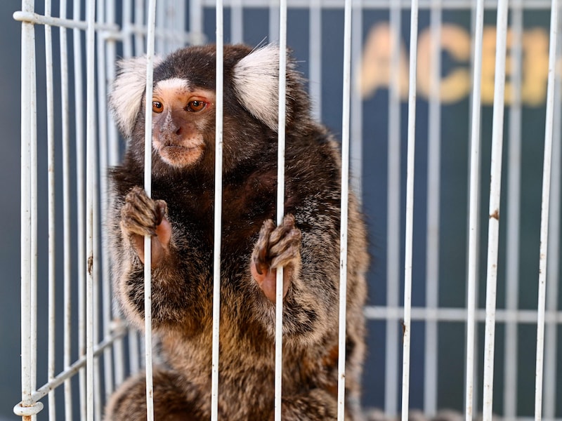 11 apen teruggevonden die waren gestolen uit Frans dierenpark