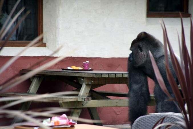 Bokito bij zijn ontsnapping op 18 mei 2007.