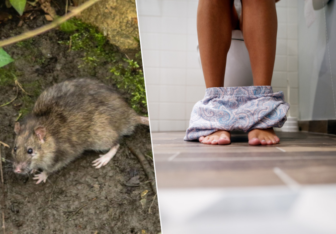 Ratten overspoelen Amsterdam: “Onlangs voelde dame op toilet plots een ...