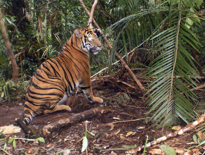 Een gevangen tijger op Sumatra.
