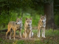 Hoe leeft de wolf in Europa en de Lage Landen? Natuurpunt organiseert lezing in Okegem