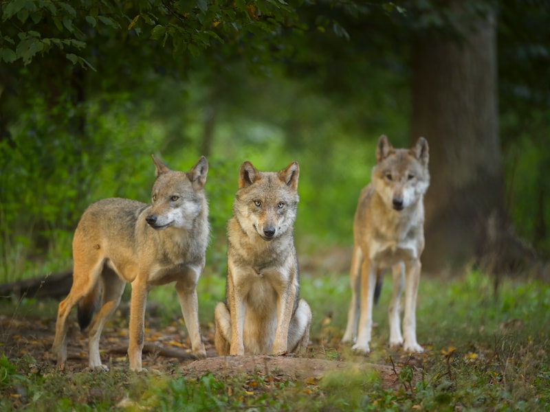 Hoe leeft de wolf in Europa en de Lage Landen? Natuurpunt organiseert lezing in Okegem