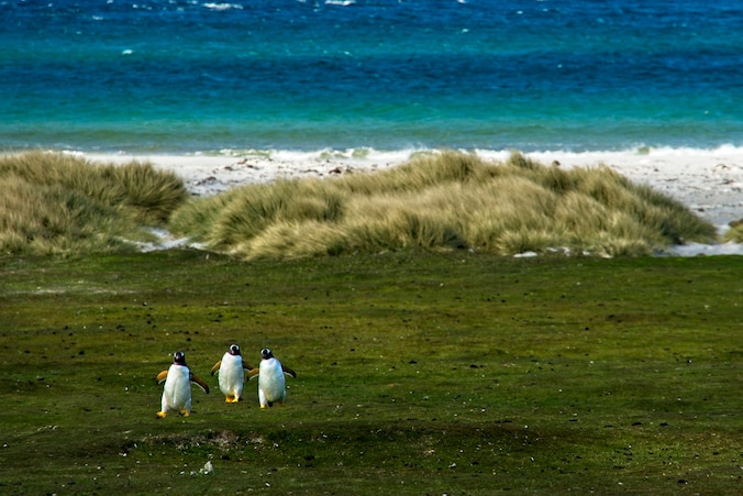 Penguins op de Falklandeilanden.