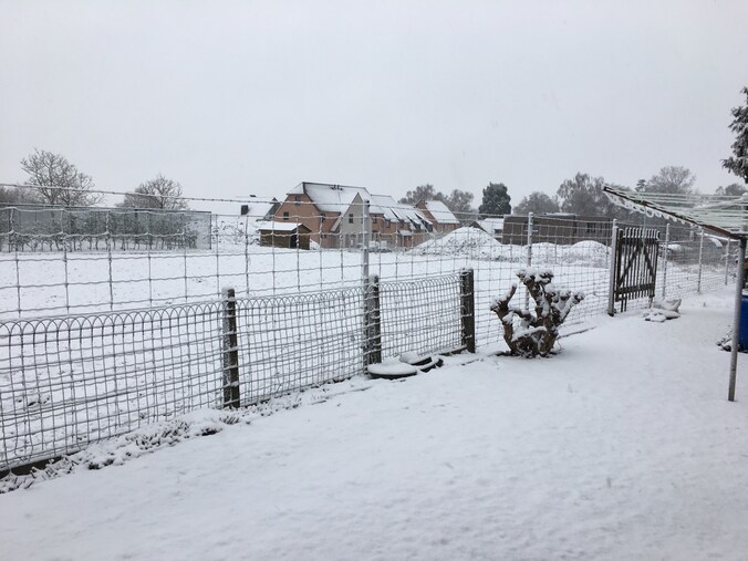 Sneeuw in Tielt