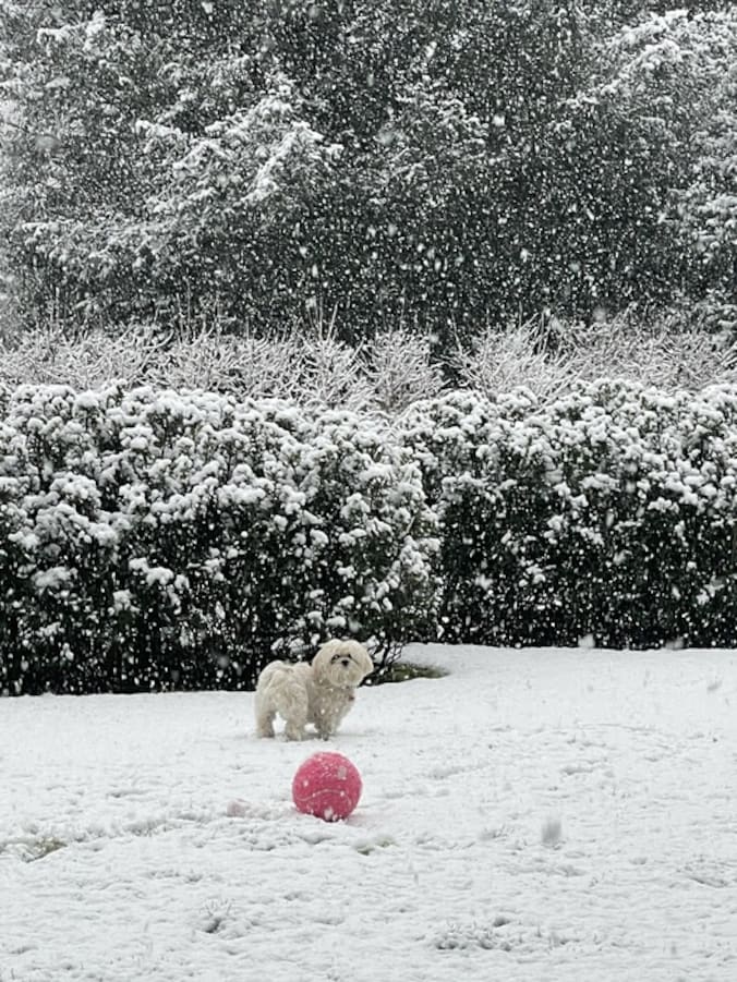 Tibetaanse Lhasa Apso in zijn element te Kapellen.