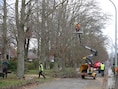 De Vlaamse Waterweg snoeit groen langs het water in Damme