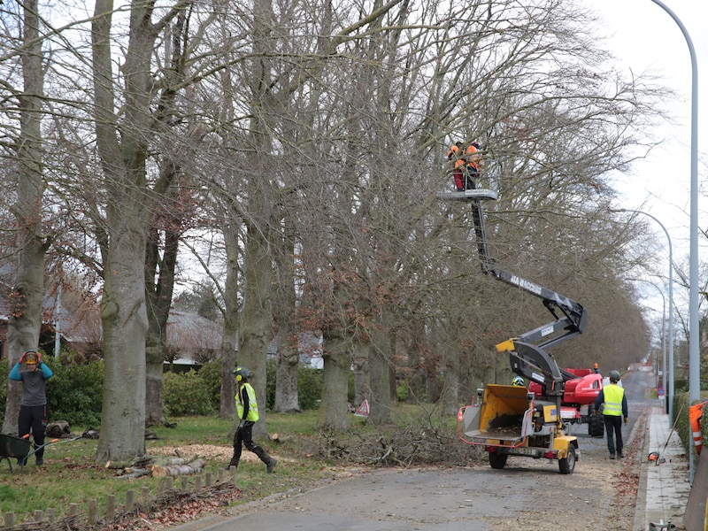 De Vlaamse Waterweg snoeit groen langs het water in Damme