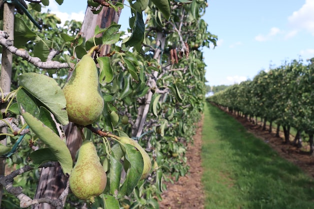 Illustration image: pear cultivation in Meerdonk in East Flanders by Philippe Van Haelst.