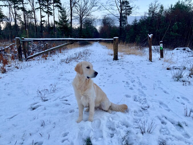 Sneeuw in Ravels.