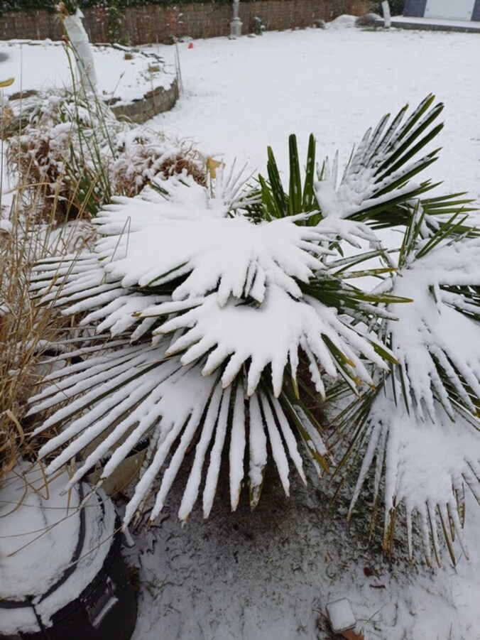 Sneeuw in Ham