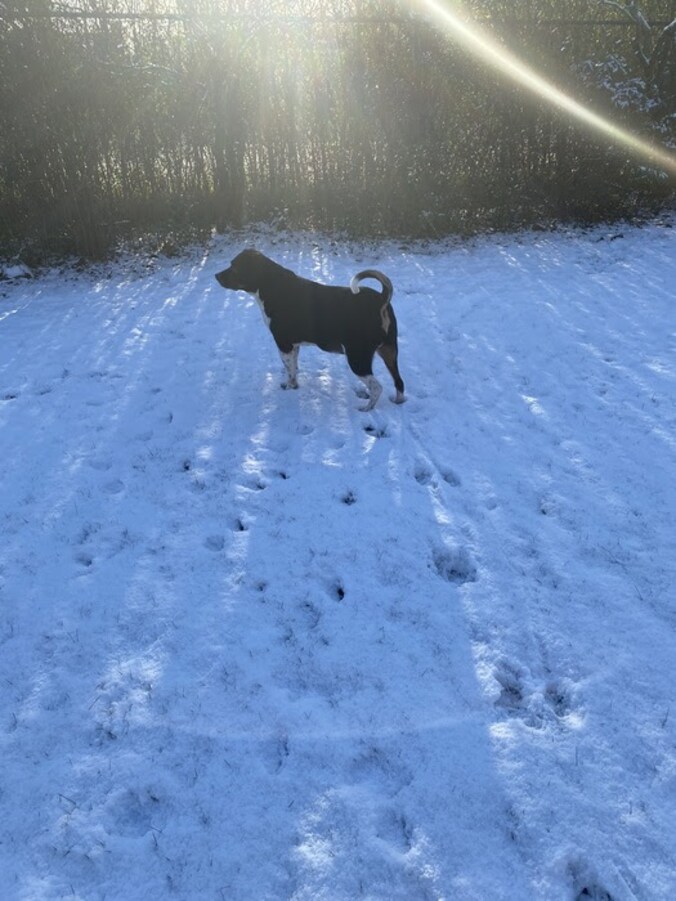 Hond geniet van de sneeuw in Olen. 