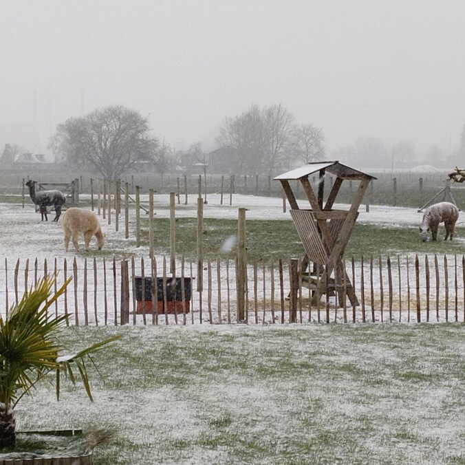 Sneeuw in Anzegem.