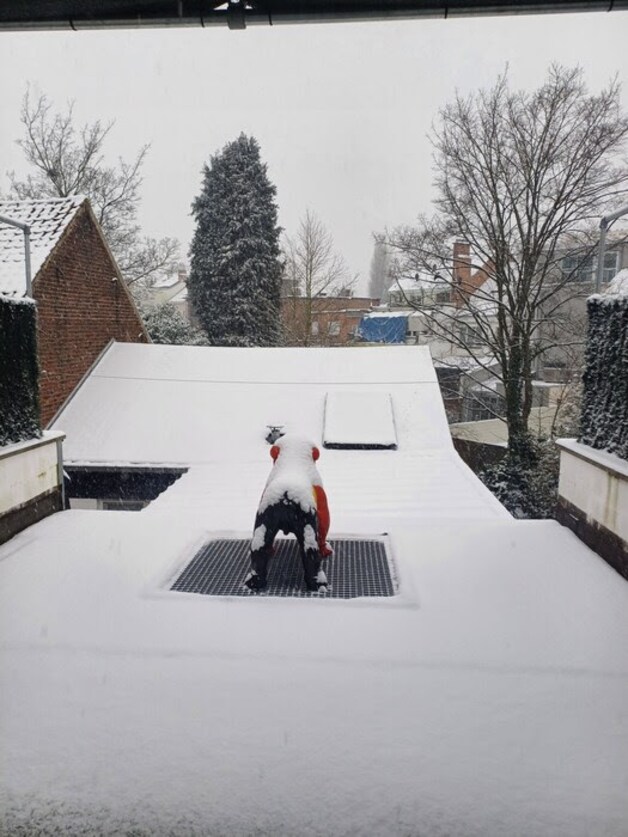 Sneeuw in Sint-Agatha-Berchem