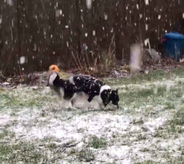Sneeuw in Evergem.