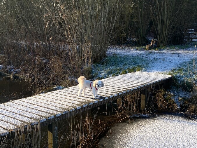 Sneeuw in Sint-Laureins.