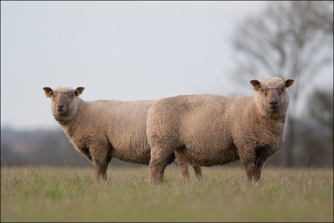 De schapen liepen onbeheerd rond, hadden hoefrot en vele dieren mankten.