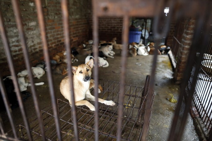Honden achter tralies in Vietnam