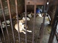 Honden achter tralies in Vietnam
