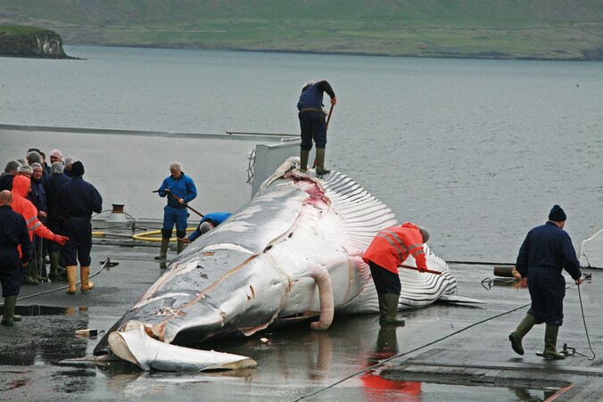 Een walvis wordt geslacht aan boord van een walvisjager.