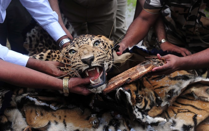 Indische boswachters verzamelen tijgervellen en een opgezet luipaard op een geïmproviseerde brandstapel om de smokkelwaar te verbranden.