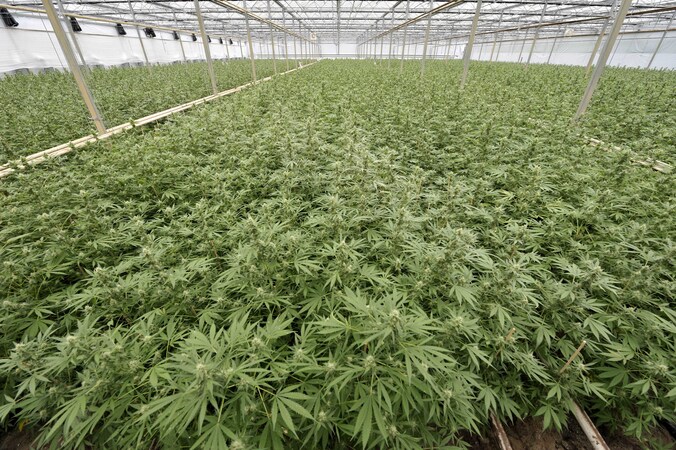 Een wietplantage in de Verenigde Staten