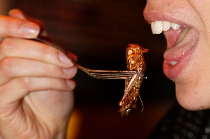 Een vrouw eet een gegrilde sprinkhaan in het restaurant Le Festin Nu, het eerste Parijse etablissement dat insecten serveert.