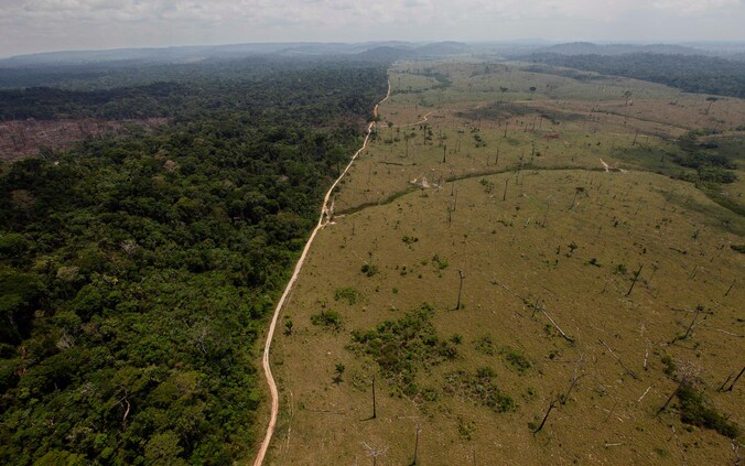 Natuurgebied bij het Braziliaanse Novo Progresso.