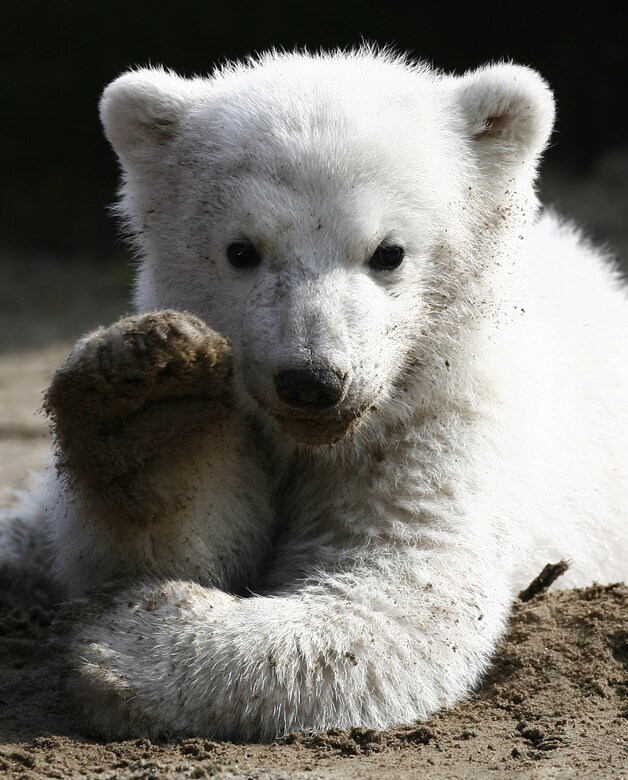 Knut in 2007.