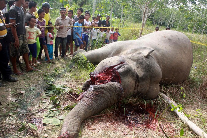 Een Sumatraanse olifant die door stropers werd vergiftigd voor zijn slagtanden. Archiefbeeld.