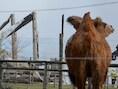 De brand veroorzaakte veel schade. Slechts vijf dieren overleefden.