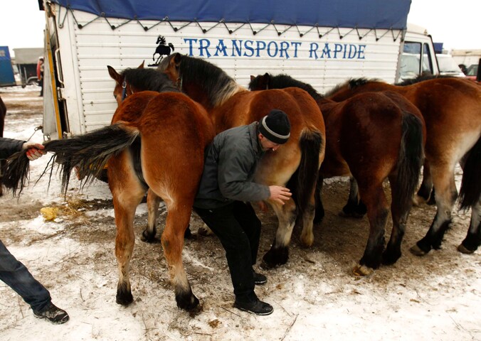 Kwekers inspecteren paarden op een landbouwbeurs in Polen. (archieffoto)