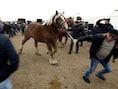 Kwekers inspecteren paarden op een landbouwbeurs in Polen. (archieffoto)