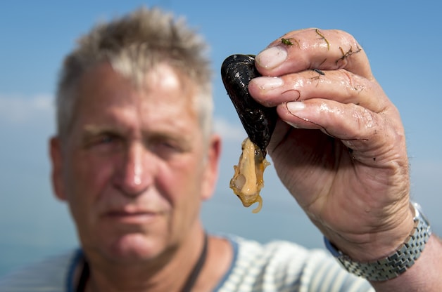 Een Zeeuwse visser toont een vers geoogste mossel.