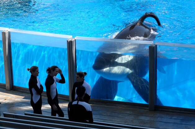Een orka in SeaWorld Orlando.