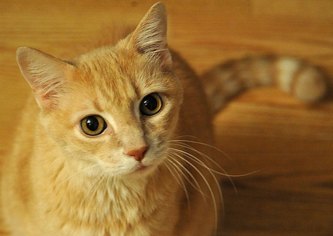 Katten zijn, zelfs in de nabijheid van de mens, grotendeels dezelfde wilde dieren gebleven.