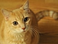 Katten zijn, zelfs in de nabijheid van de mens, grotendeels dezelfde wilde dieren gebleven.