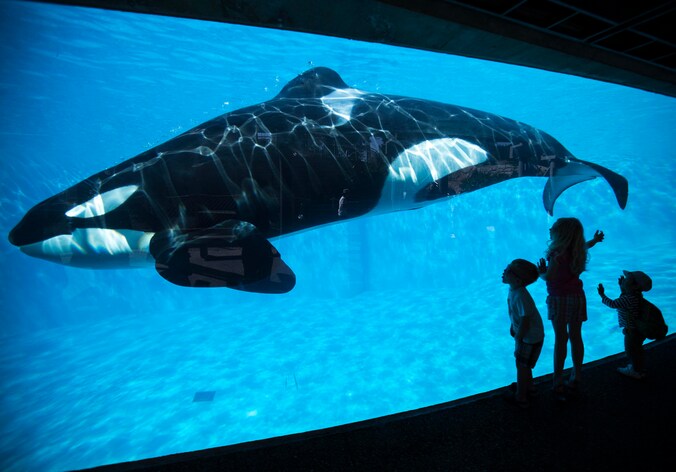 Kinderen kijken naar een orka in SeaWorld in San Diego.