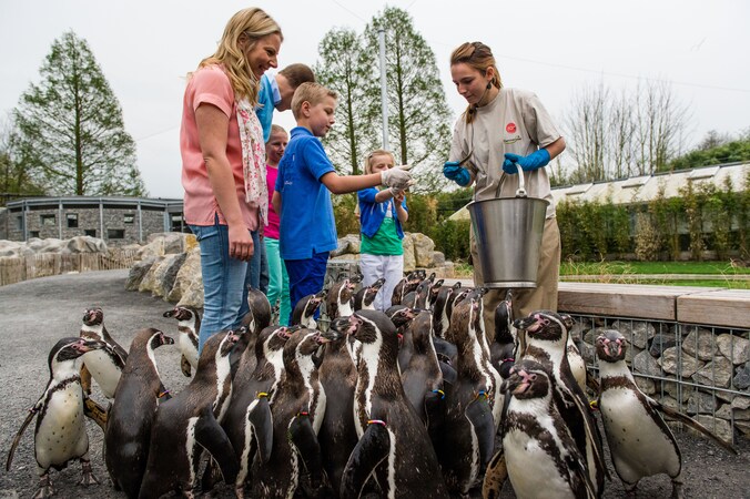 De Pinguïnpromenda in Planckendael sluit tijdelijk de deuren.