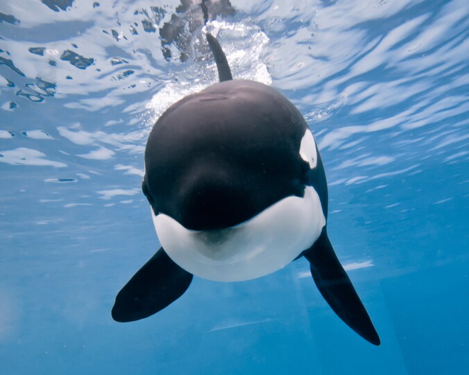 Een orka in SeaWorld San Diego.