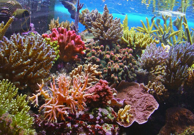 Het Great Barrier Reef is ecologisch en economisch van vitaal belang - het draagt 822 miljoen dollar per jaar aan de Australische economie bij.
