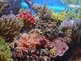 Het Great Barrier Reef is ecologisch en economisch van vitaal belang - het draagt 822 miljoen dollar per jaar aan de Australische economie bij.