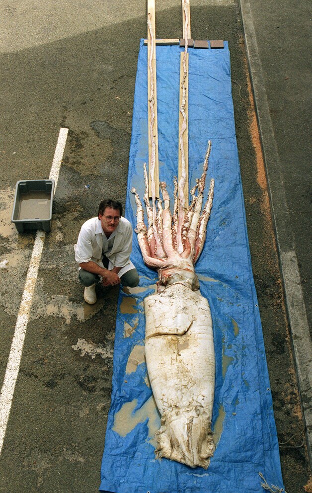 In 1996 was dit enorme exemplaar te zien in Nieuw-Zeeland