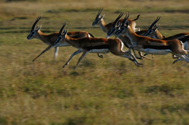 Thompsongazelles in Kenia.