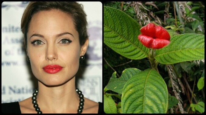 De Psychotria Elata, de Angelina Jolie onder de bloemen.