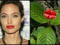 De Psychotria Elata, de Angelina Jolie onder de bloemen.