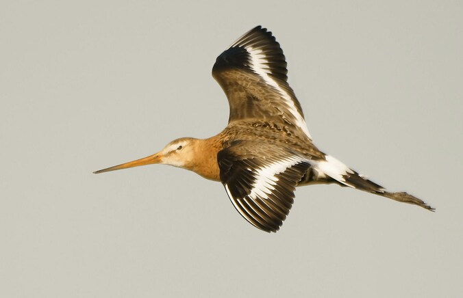Jonge trekvogels beginnen door veranderingen in hun nest- en broedpatronen steeds vroeger te migreren.