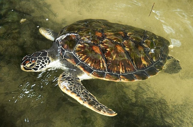 De groene zeeschildpad heeft tevens het grootste verspreidingsgebied van alle soorten zeeschildpadden. Hij komt in zowat alle 'warmere' kustwateren voor.